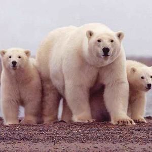 Meet your Posher, Rosemarie